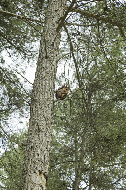 Wiewiórki wspinaczki - Zdjęcie, obraz