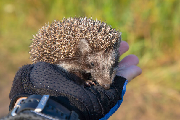 little hedgehog sits on a human hand - Photo, Image