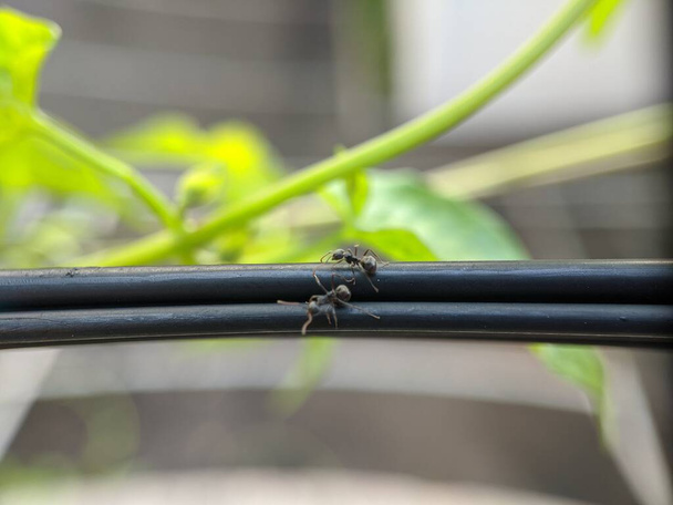 hangya, támadás a zöld levelek ellen makró lencse - Fotó, kép