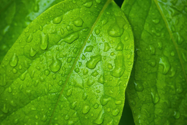 Green leves with water drops, macro, nature background - Photo, image