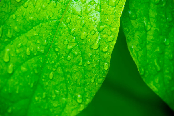 Green leves with water drops, macro, nature background - Foto, imagen