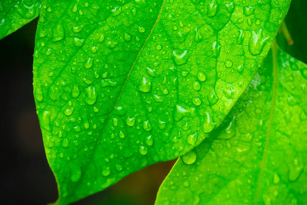 Green leves with water drops, macro, nature background - Foto, Imagem