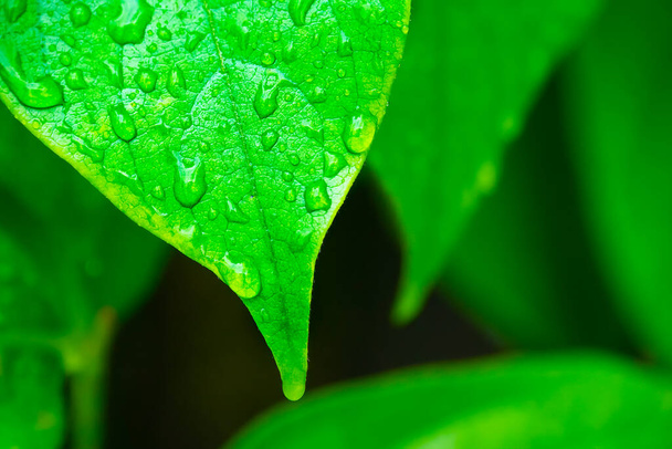 Levas verdes con gotas de agua, macro, fondo de la naturaleza - Foto, Imagen