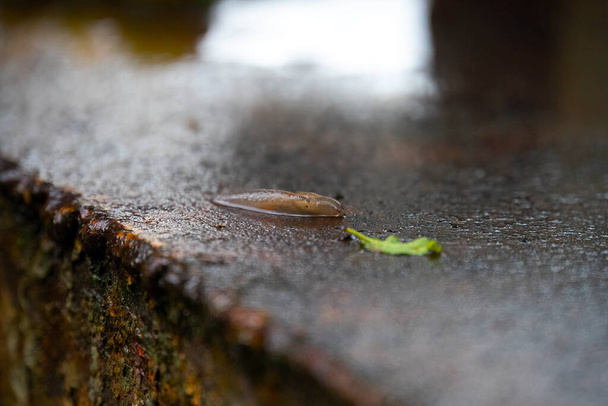 zahradní slimák plazící se po zdi - Fotografie, Obrázek