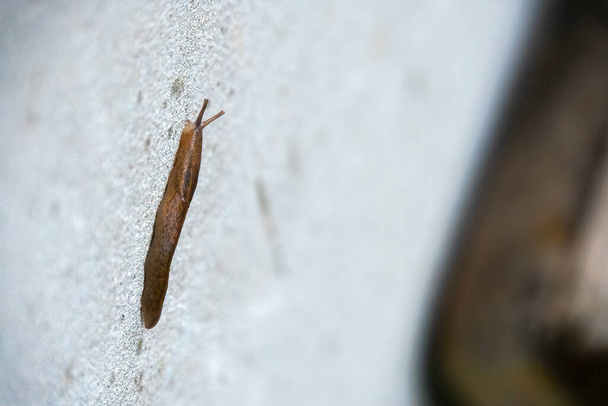garden slug crawling on the wall - Photo, Image