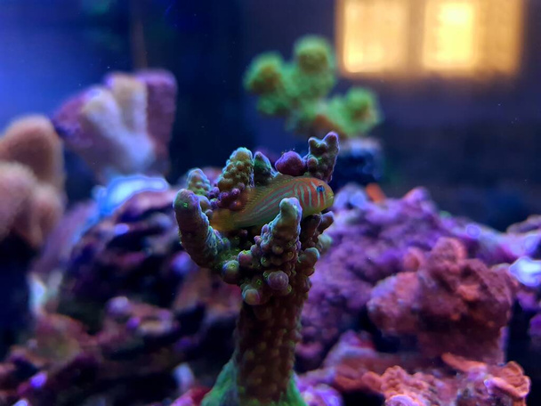 Zöld Bohóc Coral Goby - Gobiodon histrio - Fotó, kép