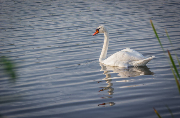 zwaan op het meer - Foto, afbeelding