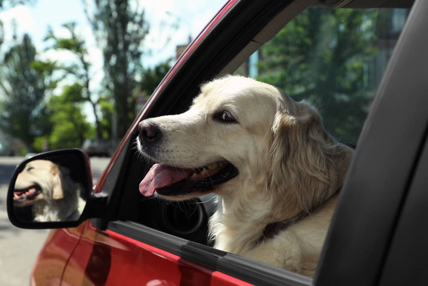 Imádnivaló Golden Retriever kutya vezetőülés autó szabadban - Fotó, kép