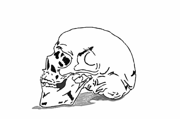 Crânio sobre fundo branco
 - Vetor, Imagem