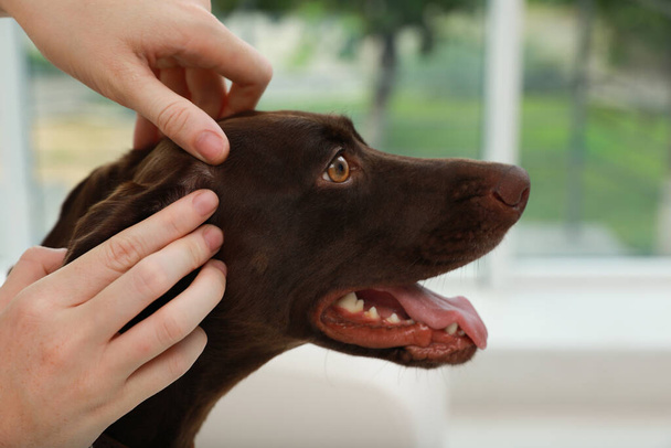 Woman examining her dog's skin for ticks at home, closeup - Foto, imagen
