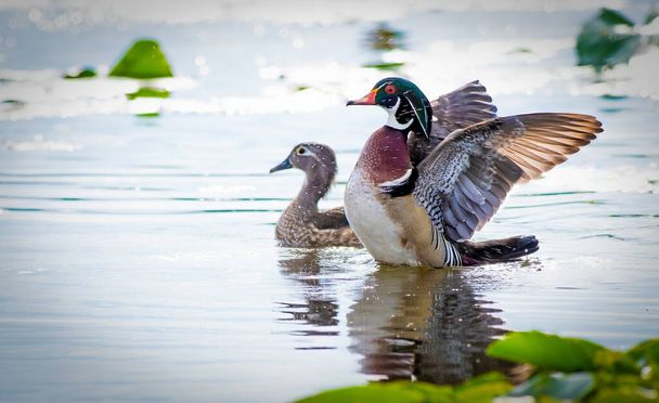 Wood Duck is one of the most stunningly pretty of all waterfowl - Photo, Image