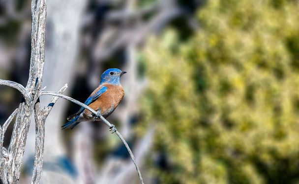 Western Bluebird sono blu lucido sopra con ruggine-arancio che si estende da un gilet sul petto sulla parte superiore della schiena - Foto, immagini