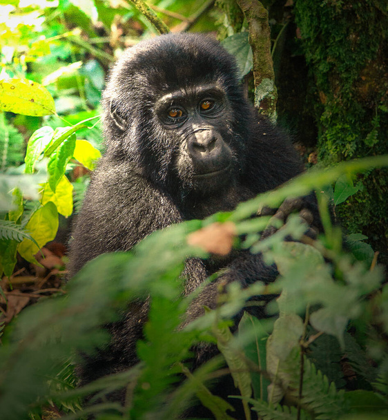 Gorilas de montaña en el Parque Nacional Bosque Impenetrable de Bwindi - Foto, imagen