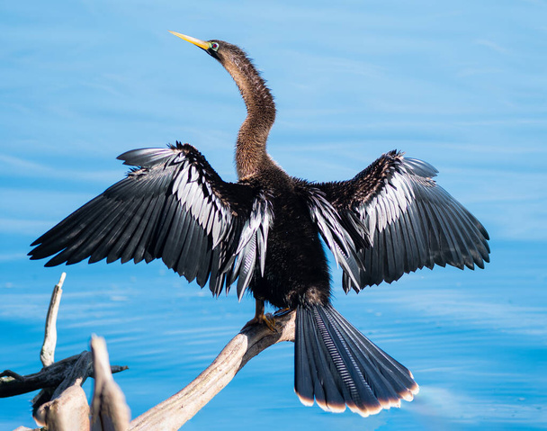 Anhinga espalhando suas asas e banhos de sol na Flórida - Foto, Imagem