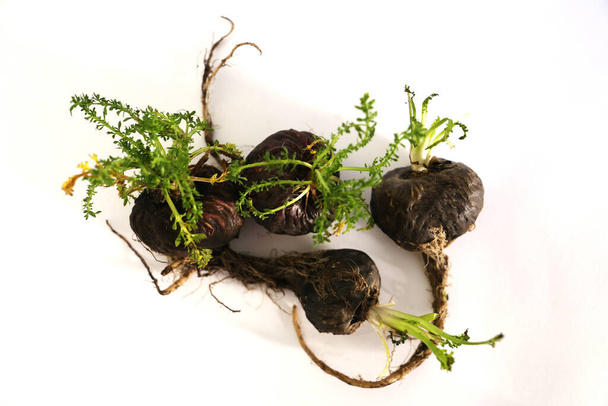 Maca. Peruvian root for vitality, energy and healty. Black Peruvian Maca in white background. Root aphrodisiac for health. - Photo, Image