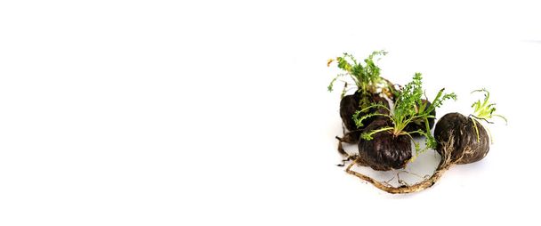 Cześć, Maca. Peruwiański korzeń witalności, energii i zdrowia. Czarny peruwiański Maca w białym tle. Afrodyzjak korzeniowy dla zdrowia. - Zdjęcie, obraz