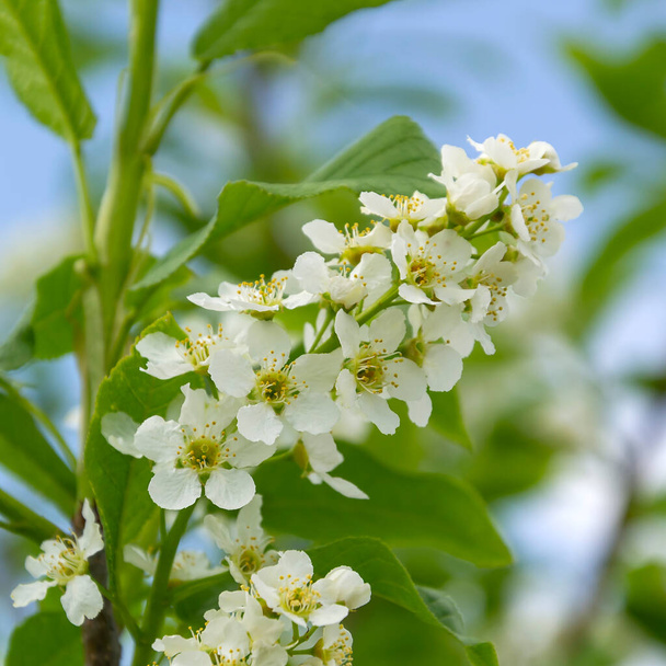white wild cherry blossoms close up - Photo, Image