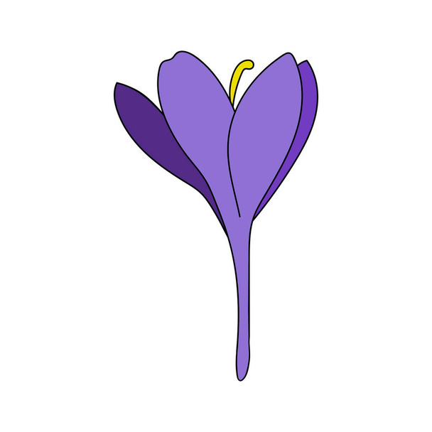 Vector illustration of a single color crocus saffron flower linear drawing. Botanical illustration by line - Vektori, kuva