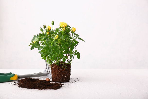 白いテーブルの上のバラの植物や園芸用品 - 写真・画像