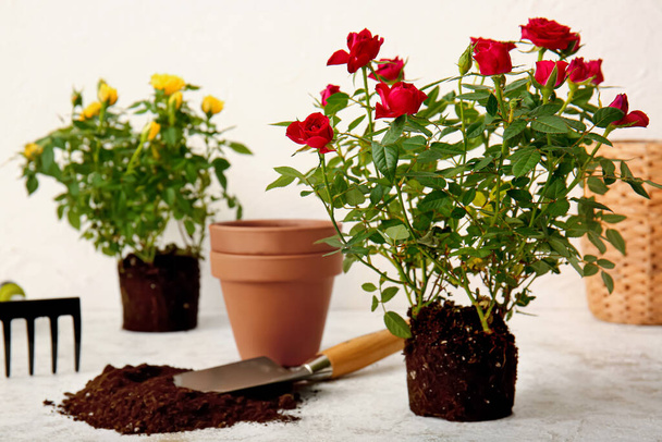 Rózsa növények és kertészeti eszközök könnyű háttér - Fotó, kép