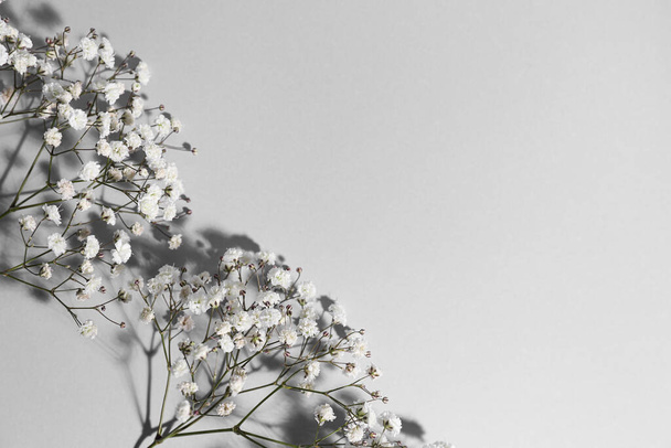 Beautiful gypsophila flowers on light background - Foto, Imagem
