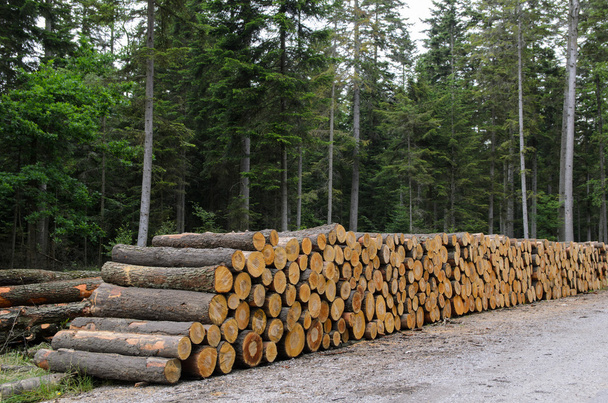 pilas de madera a lo largo de la carretera en el bosque
 - Foto, Imagen