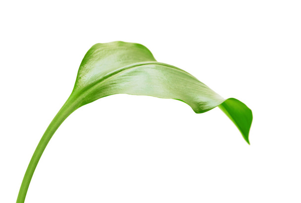 green leaf on white background - Foto, imagen