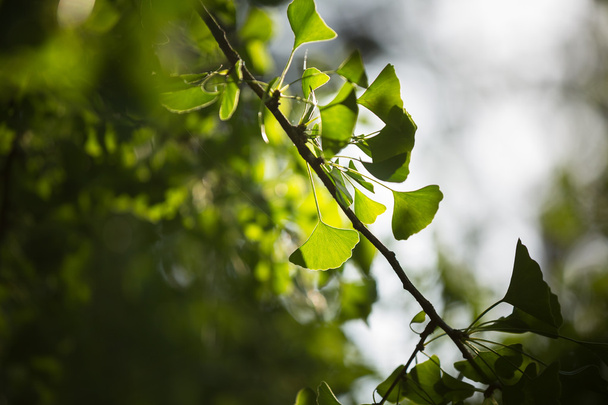 Ginkgo biloba tree branch with leafs - Fotó, kép