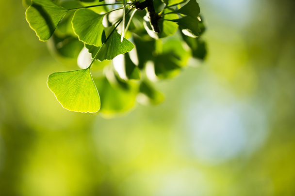 Ginkgo biloba fa ága a levelek - Fotó, kép