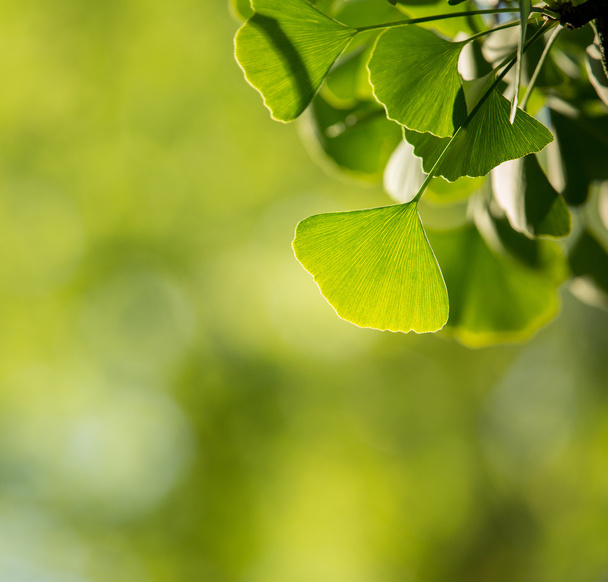 Ginkgo biloba tree branch with leafs - Фото, зображення
