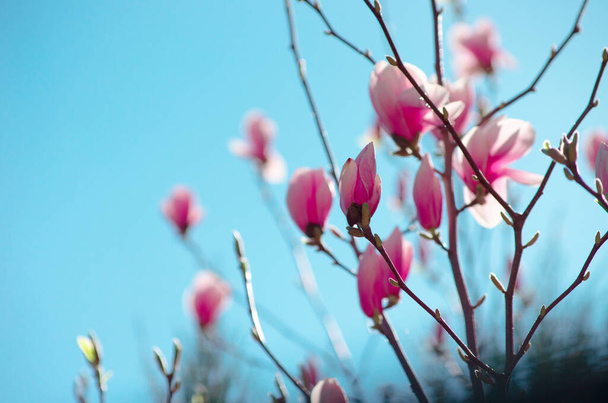 Árbol de Magnolia en flor en primavera - Foto, imagen
