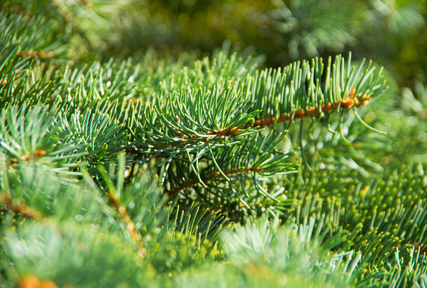 abeto verde ou ramos de pinheiro - Foto, Imagem