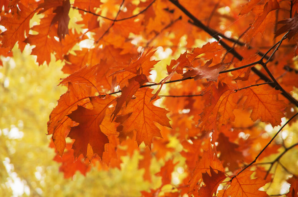 Heldere herfstbladeren in de natuurlijke omgeving. - Foto, afbeelding