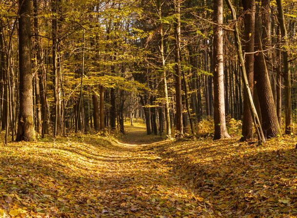Cesta podzimním lesem - Fotografie, Obrázek