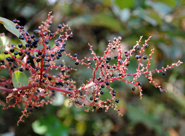 Las bayas de Pokeweed botánicas llamadas Phytolacca totalmente rasgadas se ven fascinantes en el Parque Nacional Singalila en Darjeeling, India. Cerca de 4000 variedades de flores y plantas se encuentran en el Himalaya oriental.  - Foto, Imagen