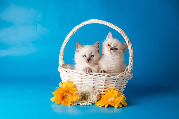 two kittens in a basket on a blue background - Photo, image