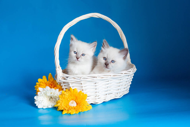 two kittens in a basket on a blue background - Photo, Image
