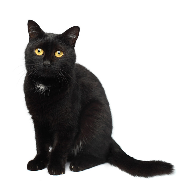 zwarte kat - Foto, afbeelding