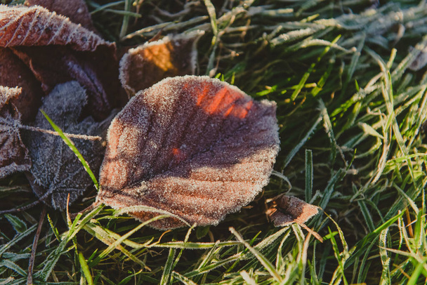 frozen foliage on a ground on a grass in early autumn morning, horizontal photo - Zdjęcie, obraz