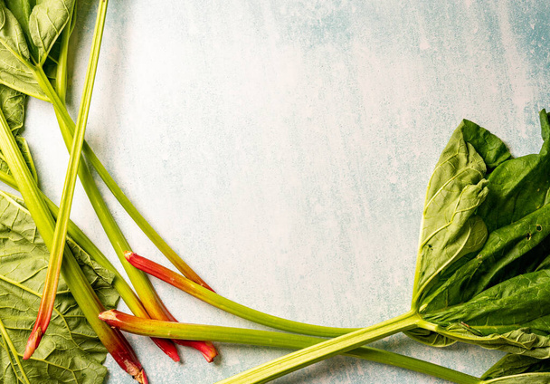 A closeup shot of rhubarb stalks and leaves with copy space. Edible plants. - 写真・画像