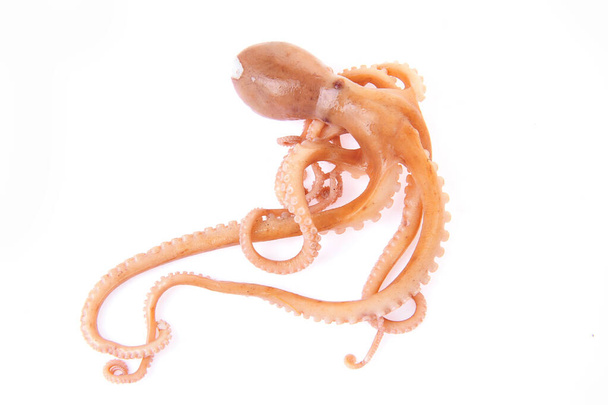 Octopus on a white background - Photo, Image