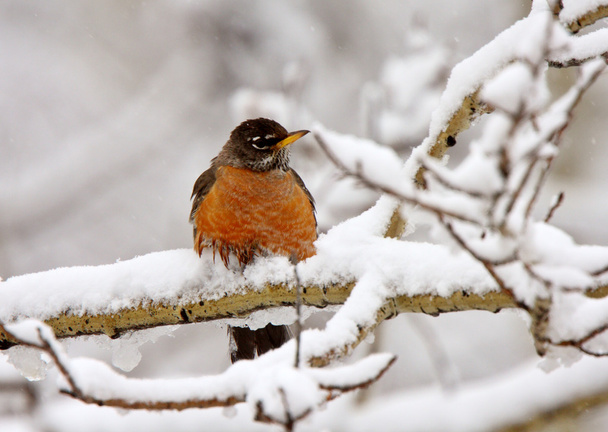 Robin en rama cubierta de nieve
 - Foto, Imagen