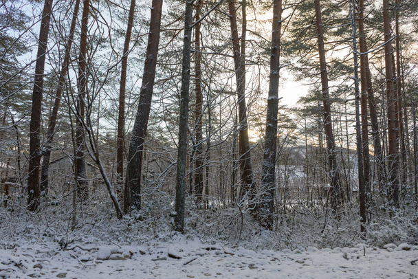Karda çam ormanı - Fotoğraf, Görsel