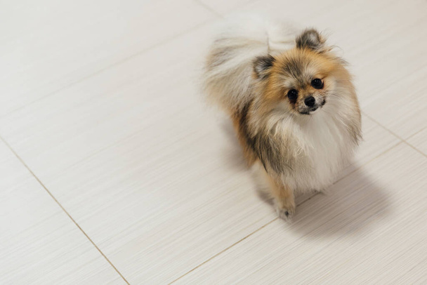 retrato de um pequeno cão spitz em um fundo leve - Foto, Imagem