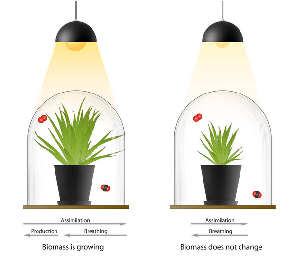 Změny v růstové reakci rostlin na zvýšenou koncentraci CO2 v okolí. Skleníkový efekt - Fotografie, Obrázek