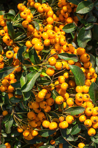flowering bush with yellow berries. close-up of yellow berries - Valokuva, kuva