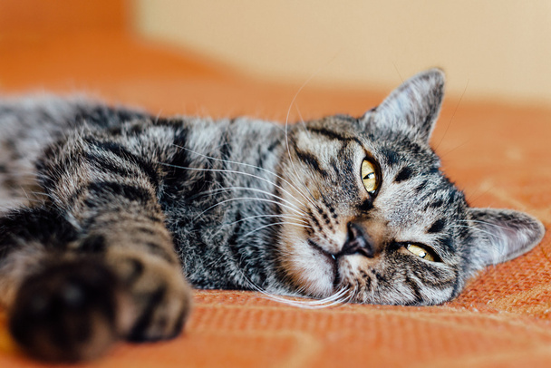 mourovatá kočka - Fotografie, Obrázek