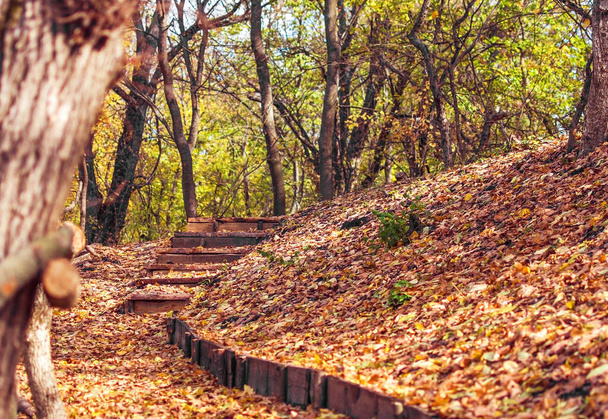 path and steps in the autumn forest on a sunny day - Foto, Imagen