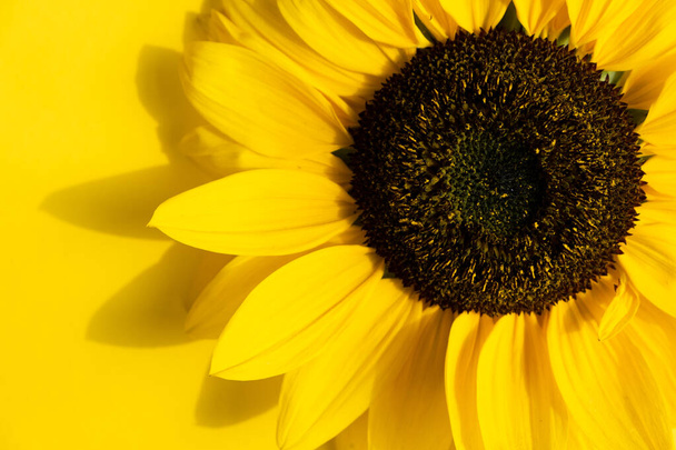 Creative design with sunflower and petals on yellow background - Фото, изображение