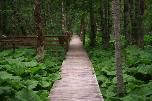 Ξύλινα μονοπάτια στο δάσος. Εθνικό Πάρκο Biogradska Gora στο Μαυροβούνιο. - Φωτογραφία, εικόνα